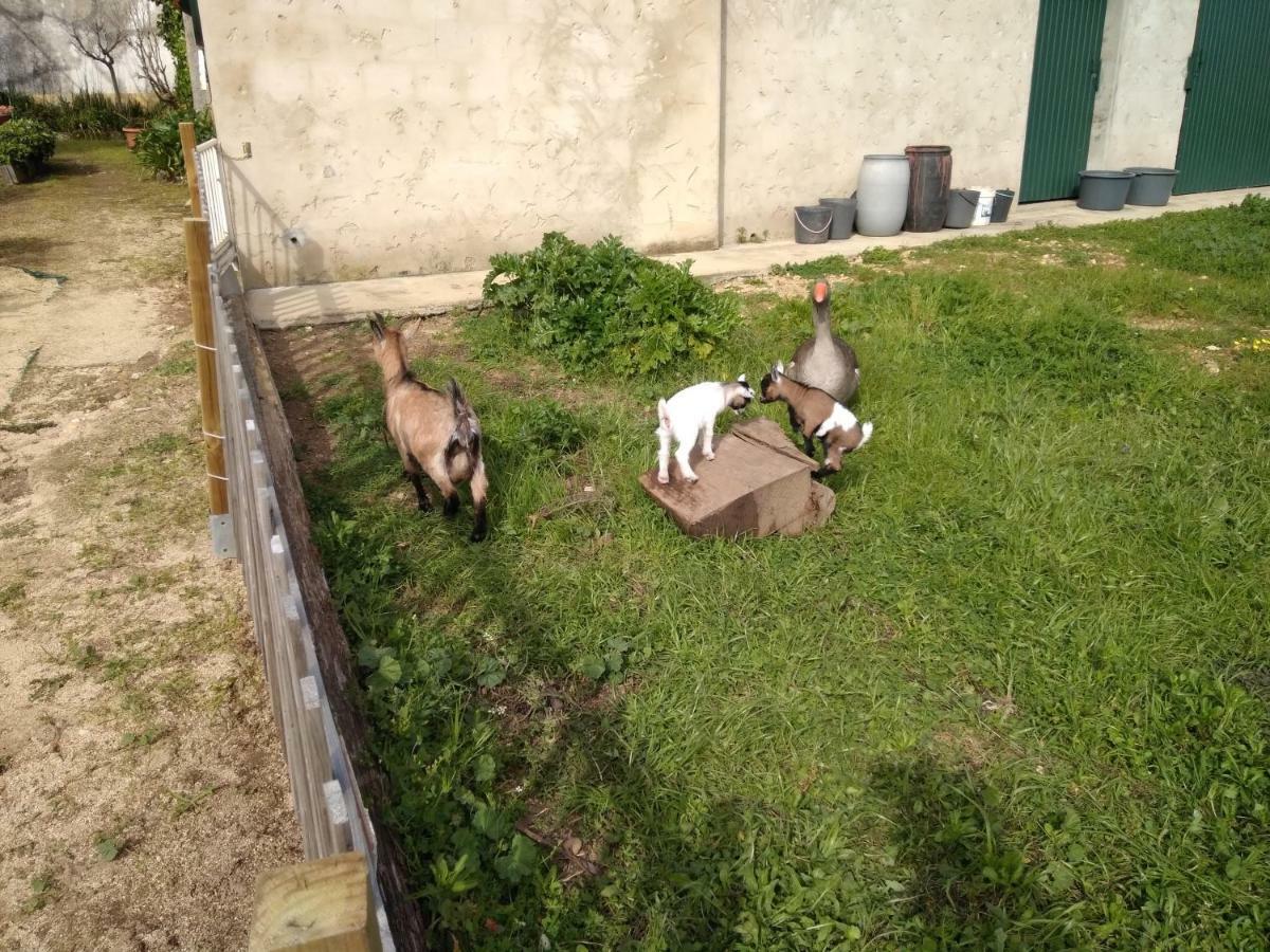 Macinhata do Vouga Quinta Da Mesaヴィラ エクステリア 写真
